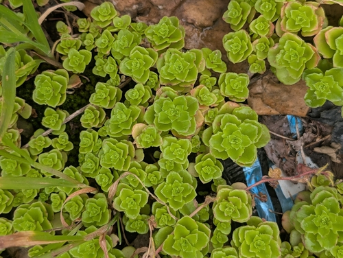 Phedimus stellatus, photograph 4