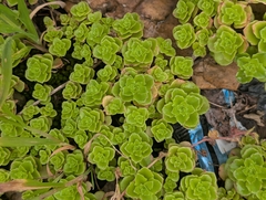 author not stated, no rights reserved Phedimus stellatus, photograph author not stated, no rights reserved