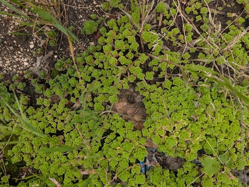 Phedimus stellatus, photograph 5