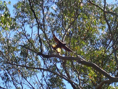 Eastern Yellow-tailed Black Cockatoo