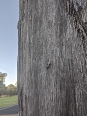 Polyrhachis femorata