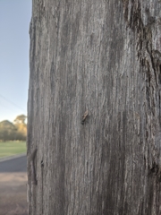 Polyrhachis femorata