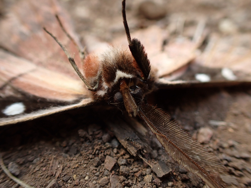 White-stemmed Acacia Moth