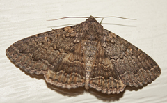 Eudesmeola lawsoni