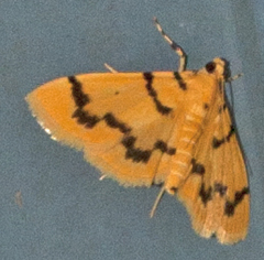 Dichocrocis clytusalis