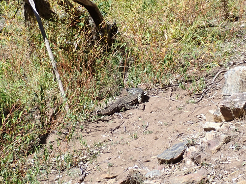 Lace Monitor