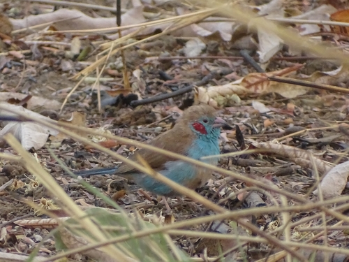 Red-cheeked Cordonbleu