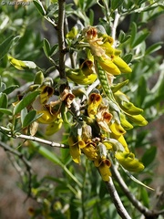 Anagyris foetida