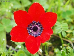Anemone coronaria