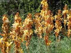 Asphodeline lutea