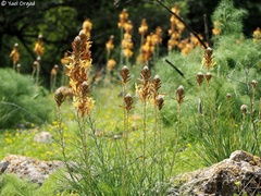 Asphodeline lutea