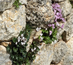 Cyclamen persicum