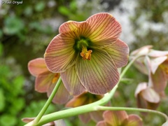 Fritillaria persica