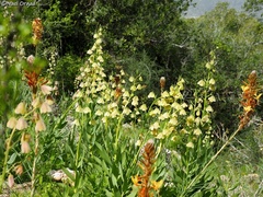Fritillaria persica