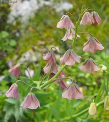 Fritillaria persica