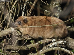 Procavia capensis