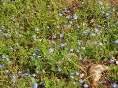Veronica syriaca