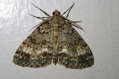 Pseudocoremia indistincta