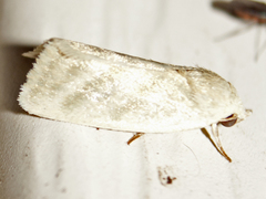 Earias paralella