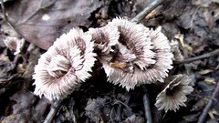 Thelephora caryophyllea