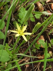 Gagea chlorantha