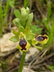 Ophrys lutea galilaea
