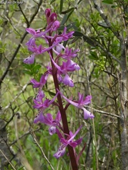 Orchis anatolica