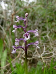 Anacamptis israelitica