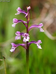 Anacamptis israelitica