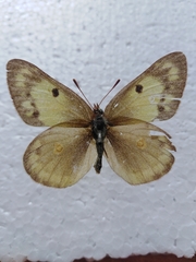 Colias chrysotheme