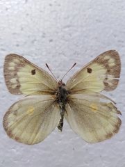Colias chrysotheme