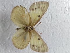 Colias chrysotheme