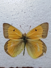 Colias chrysotheme