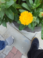 Calendula officinalis