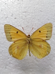 Colias chrysotheme