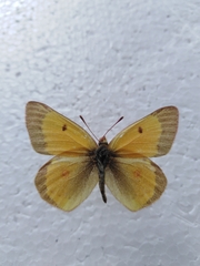 Colias chrysotheme