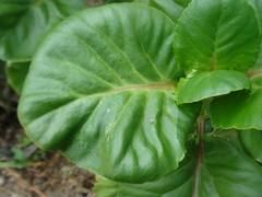Kalanchoe petitiana, photograph Alexis López Hernández, CC BY, iNaturalist via GBIF