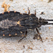 Aradus betulinus - Photo (c) Ralph Martin, alguns direitos reservados (CC BY-NC-ND), uploaded by Ralph Martin