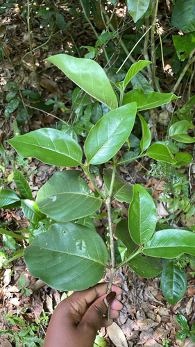 Afrocanthium kilifiense