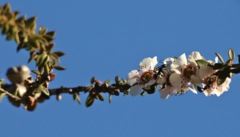 Camponotus suffusus bendigensis