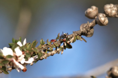Camponotus suffusus bendigensis