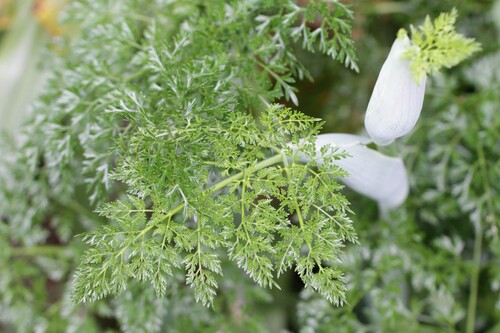 Ferula tingitana, photograph 1