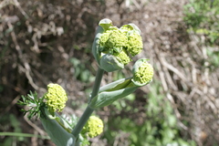 Ferula tingitana
