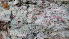Ostropomycetidae