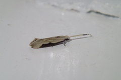 Sagephora phortegella