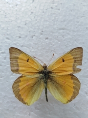Colias chrysotheme