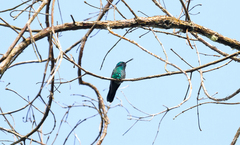 Colibri cyanotus