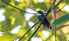 Schistes albogularis