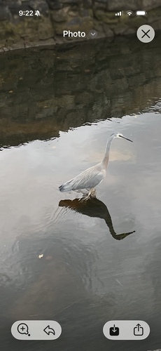 White-faced Heron