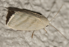 Earias paralella